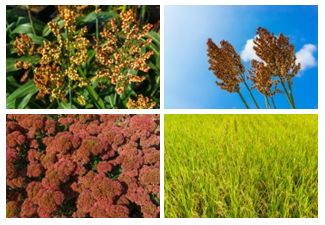 이미지명① 입력