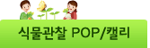 식물관찰 POP/캘리